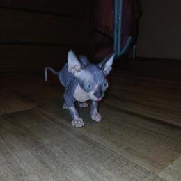 Sphynx Kittens Available - 2 Male Kittens Ready for Forever Homes in Bowling Green, ky