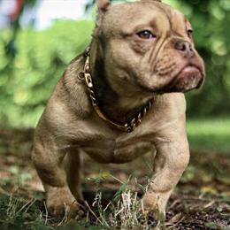 Mr. Big - 9 Month Old Male Dog for Sale in Charlotte, nc