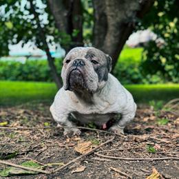 Female Companion Dog for Pet Home in Charlotte, nc