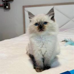 Stunning Ragdoll Kitten Available for Adoption in Matthews, nc