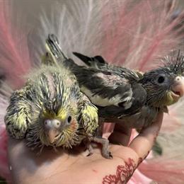 Cockatiels for Sale - Handfed and Ready in Reynoldsburg, oh