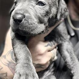 Cane Corso Puppy - Blue Male from Champion Bloodline in Anderson, in