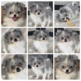 Pomeranian puppy available in Philadelphia in Philadelphia, pa