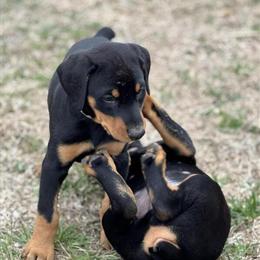 AKC Doberman Pinscher Puppies Ready for New Homes in Chattanooga, tn