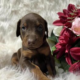 AKC Doberman Puppies from Champion Bloodline in Chattanooga, tn