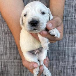 English Cream Golden Retriever Puppies Ready at 8 Weeks in Sacramento, ca