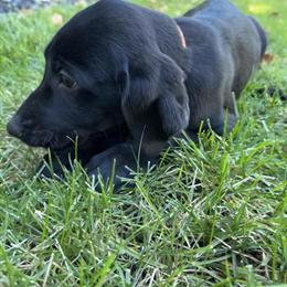Labrador Retriever Puppies Available for Adoption in Sacramento, ca