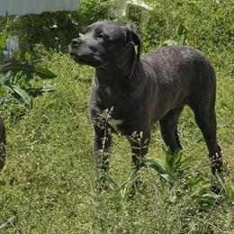 Cane Corso Female, 6 Months Old in Baltimore, md