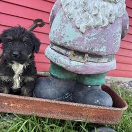 Goldendoodle Puppies for Adoption - $250 in New Prague, mn