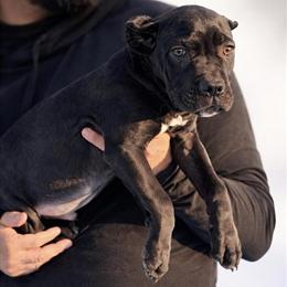 Cane Corso Puppy with Champion Bloodline Available Now in Anderson, in