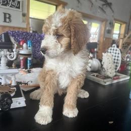 12 Week Old Goldendoodles Available for Meeting in New Prague, MN in New Prague, mn