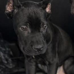 Cane Corso Male from Champion Bloodline, ICCF Registered in Anderson, in
