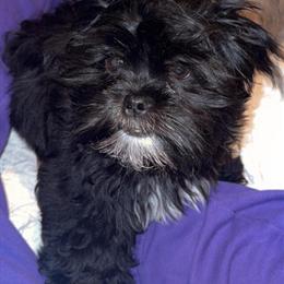 Male Shih Tzu Available - Loving and Respectful in Atlanta, ga