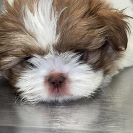 Male Shih Tzu Puppy Seeking Loving Home in Atlanta, ga