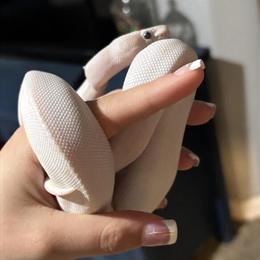 Female Blue Eyed Lucy Ball Python with 40 Gallon Enclosure and Accessories in Fayetteville, nc