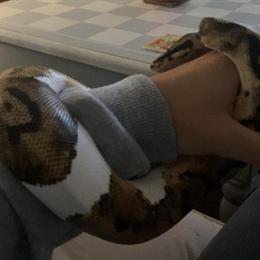 Male Pie Bald Ball Python Snake with Enclosure and Accessories in Fayetteville, nc