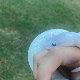 Male Blue Eyed Lucy Ball Python with 40 Gallon Enclosure and Accessories in Fayetteville, nc