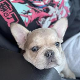 French Bulldog Female Puppy 7 Months Old in Danville, il