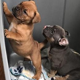 Bully Pups Available in Rancho Cordova in Sacramento, ca