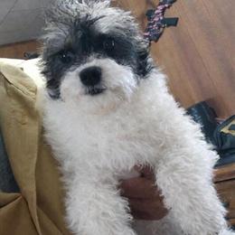 Toy Poodle - 5 Month Old Male Ready for a Loving Home in Sturgis, mi