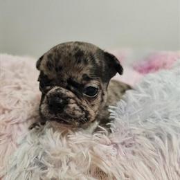 French Bulldog Puppies - Four Adorable Girls Available for Reservation in Richmond, va
