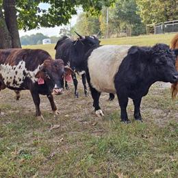Mini Belted Galloway and Mini Western Heritage Bulls for Sale in Richmond, va