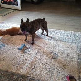 Merle French Bulldog for Sale in Fredericktown, oh