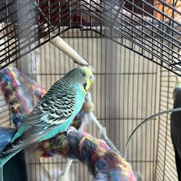 Cockatiel and Parakeet for Sale in Solon, oh