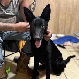 German Shepherd Puppies Available in Dallas, tx