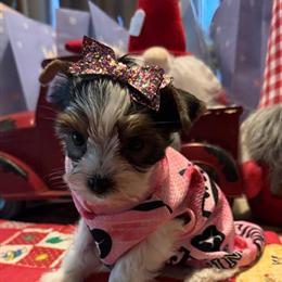 Female Yorkshire Terrier Available for Adoption in Jesup, ga