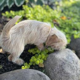 Shih Tzu Puppy Looking for a Loving Home in North Branch, mn