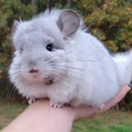 Male Chinchilla for Rehoming in North Carolina in Rockingham, nc