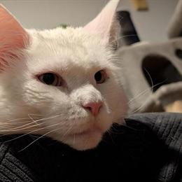 Male Maine Coon Looking for a New Home in Cynthiana, ky