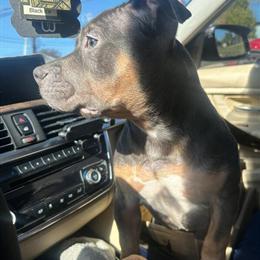 Exotic American Bulldog Puppy Ready for a New Home in Gwynn Oak, md