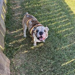 Male English Bulldog Available for Breeding in Richmond, tx