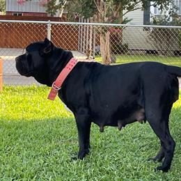 Cane Corso Puppies Available - Huge Size in Belle Chasse, la