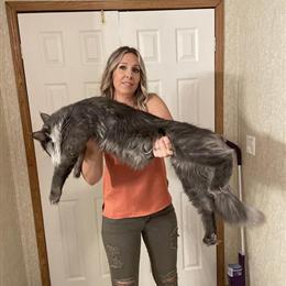 Maine Coon Kittens from Quality Imported Parents in Belle Chasse, la