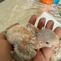 Quaker Parrots - Handfed Baby Birds in Reynoldsburg, oh