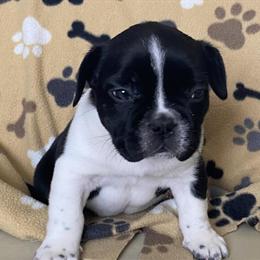 AKC French Bulldog Puppies Ready Now in Lagrange, in