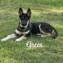 Gerberian Shepsky Puppy Looking for a Forever Home in Flat Rock, mi