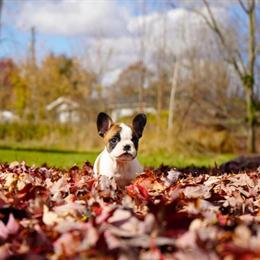 French Bulldog Puppies for Adoption in Capac, mi
