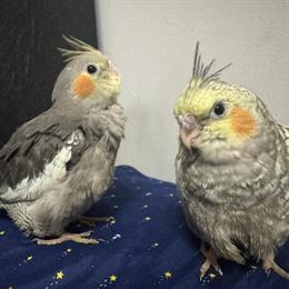 Two Baby Male Cockatiels for Sale in Brooklyn, ny