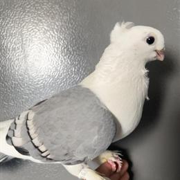 German Owl Pigeon for Sale in Brooklyn, ny