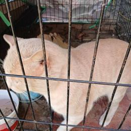 Adult and Young Cats Looking for Good Homes in Bitely, mi