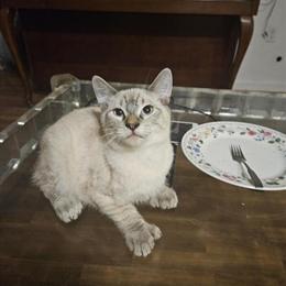 Pixie Bob Kittens with Deep Blue Eyes for Sale in Fort Walton Beach, fl