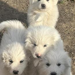 Great Pyrenees Females Available for Adoption in Jackson Center, oh