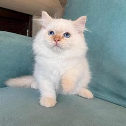 Siberian Kittens Available Now in Pembroke Pines, FL in Fort Lauderdale, fl