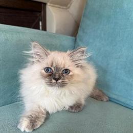 Siberian Kittens Available Now with Health Guarantee in Fort Lauderdale, fl