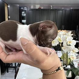 Chihuahua Puppies Ready for Loving Homes in Miami, fl