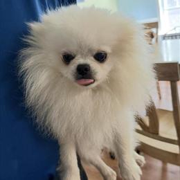 Pomeranians for sale - 2 gorgeous puppies for $4000 in Apex, nc